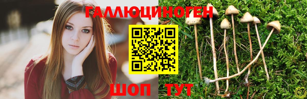 Псилоцибиновые грибы мицелий  наркотики  Псилоцибиновые грибы Cubensis  Абакан  Вход с VPN 